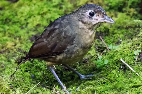 Plain-backed Antpitta