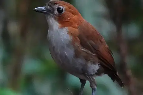 White-bellied Antpitta