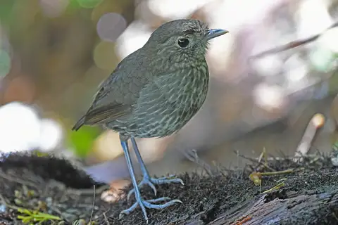 Cundinamarca Antpitta