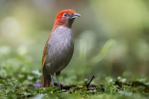 Chestnut-naped Antpitta