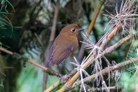 Junin Antpitta