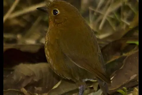 Urubamba Antpitta