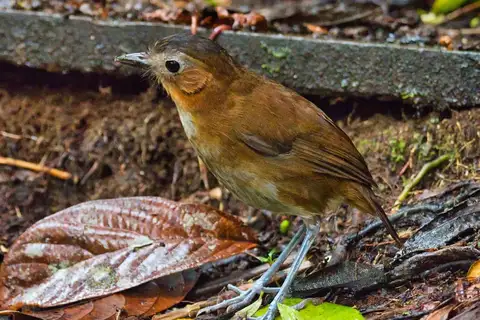 Rusty-tinged Antpitta