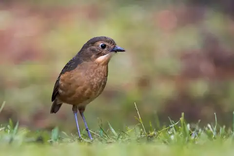 Tawny Antpitta