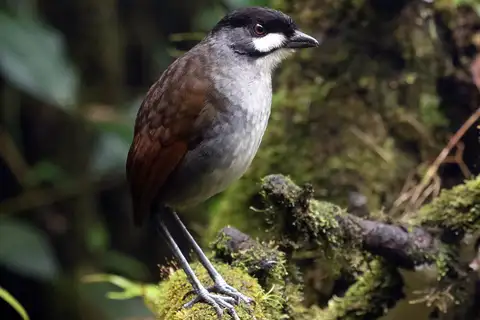 Jocotoco Antpitta