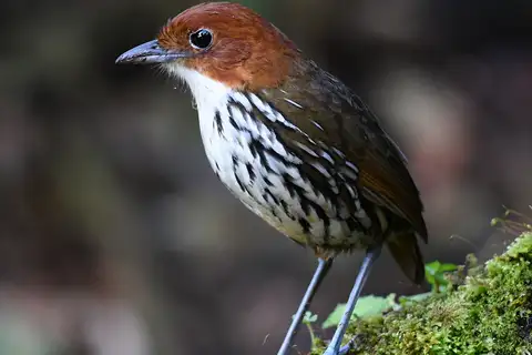 Chestnut-crowned Antpitta