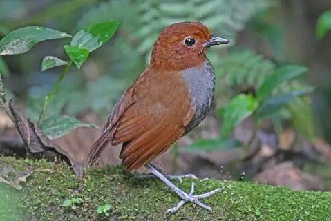 Bicolored Antpitta