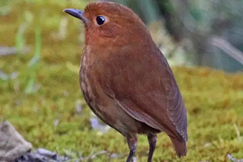 Muisca Antpitta