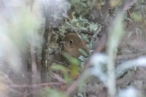 Perija Antpitta