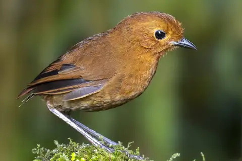 Equatorial Antpitta