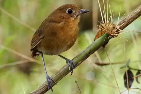 Sierra Nevada Antpitta