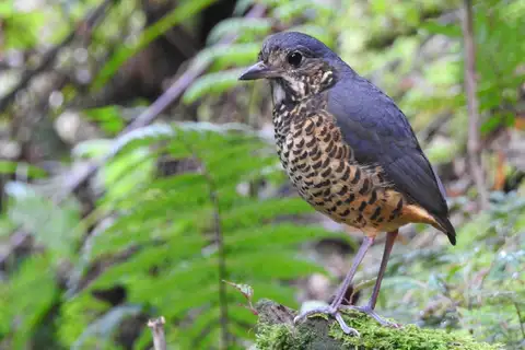 Undulated Antpitta