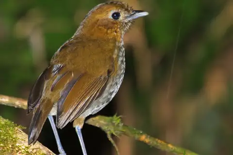 Urrao Antpitta