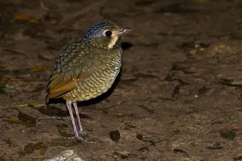 Variegated Antpitta