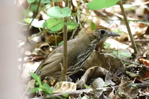 Watkins's Antpitta