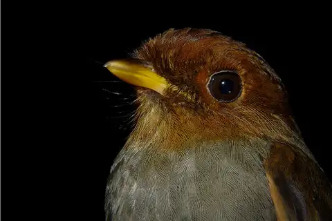 Hooded Antpitta