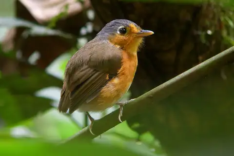 Sucre Antpitta