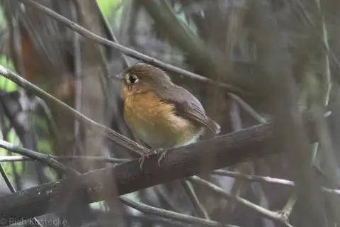 Rusty-breasted Antpitta