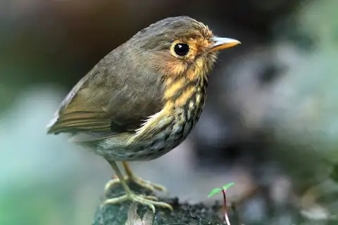 Ochre-breasted Antpitta