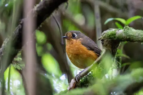Rufous-breasted Antpitta