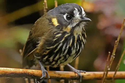Crescent-faced Antpitta