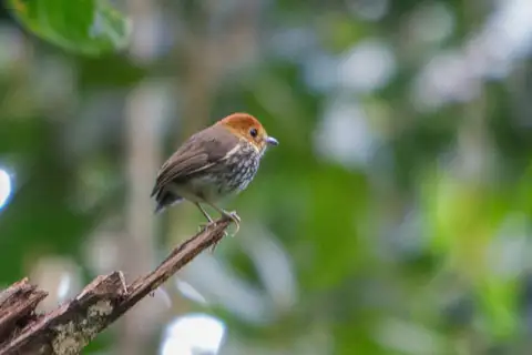 Scallop-breasted Antpitta