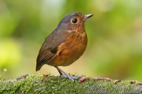 Slaty-crowned Antpitta
