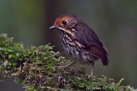Ochre-fronted Antpitta