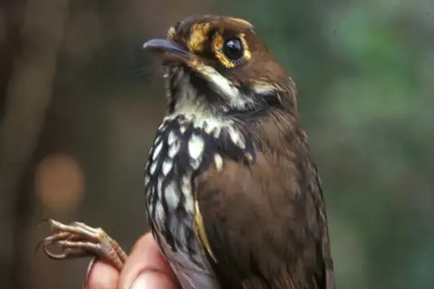Peruvian Antpitta