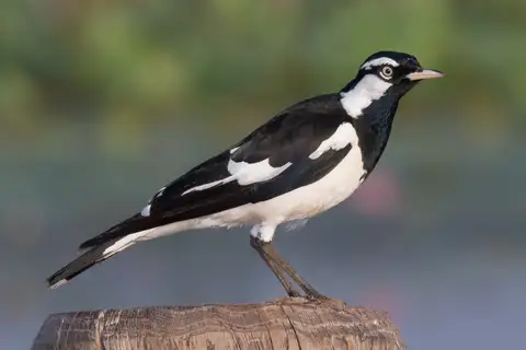 Magpie-lark