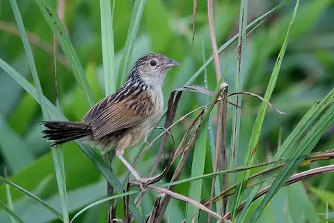 Indian Grassbird