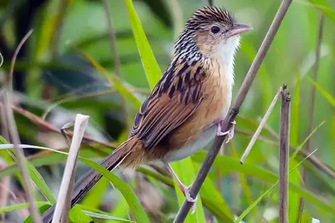 Chinese Grassbird
