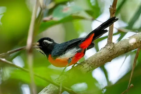 Rose-bellied Chat