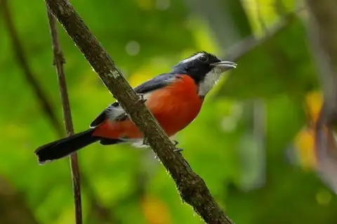 Rose-breasted Chat