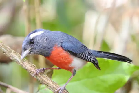 Grey-throated Chat