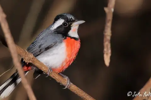 Red-breasted Chat