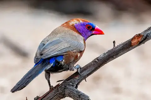Violet-eared Waxbill