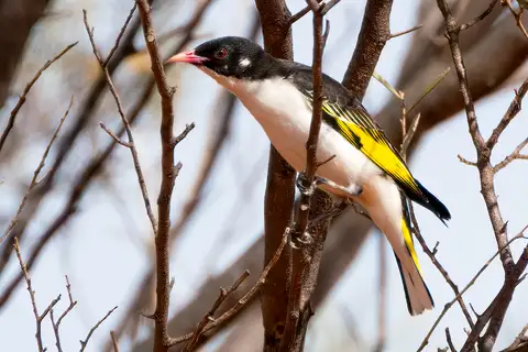 Painted Honeyeater