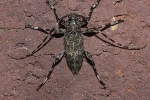 Banded Graphisurus