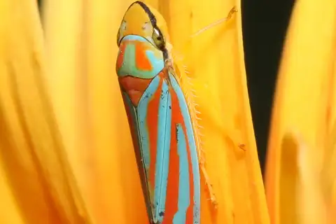Red-banded Leafhopper
