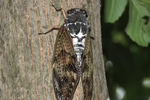 Large Brown Cicada