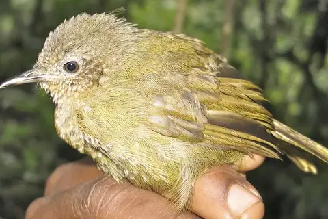 Grauer's Warbler