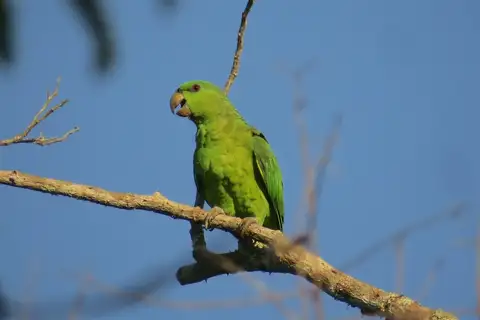 Short-tailed Parrot