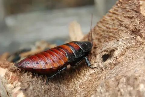 Madagascar Hissing Cockroach