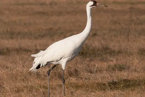 Whooping Crane