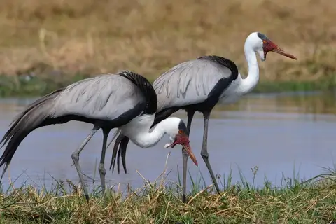 Wattled Crane