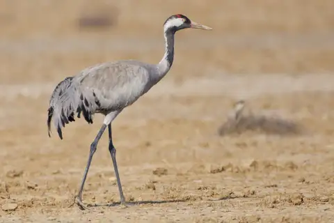 Common Crane
