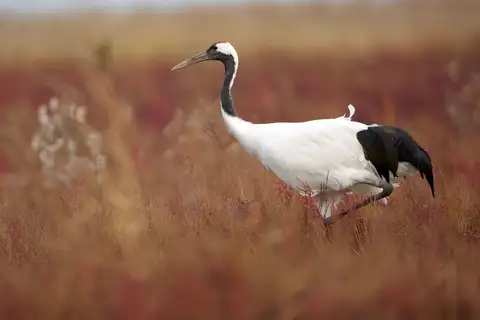 Red-crowned Crane