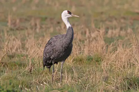 Hooded Crane