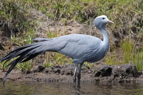 Blue Crane